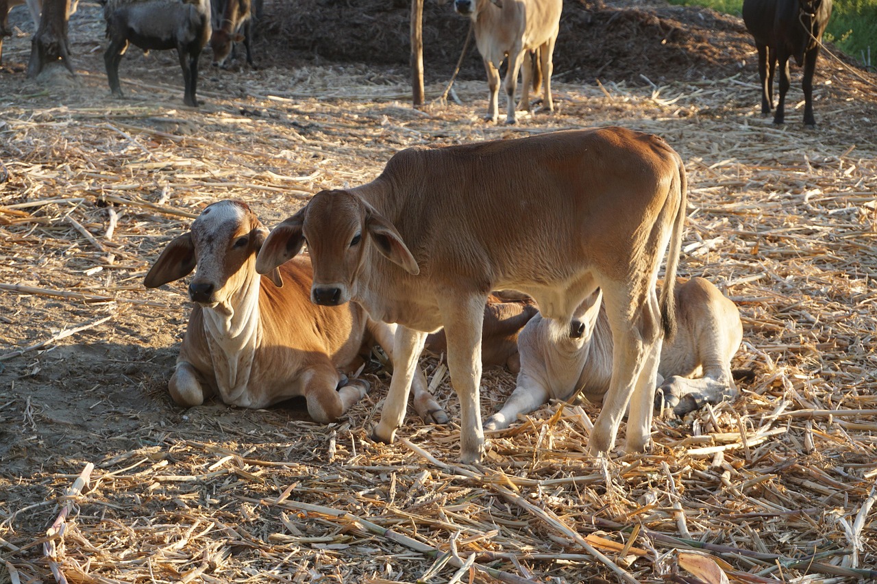 Home cows, farming, livestock, farm, milk, toro, cattle raising