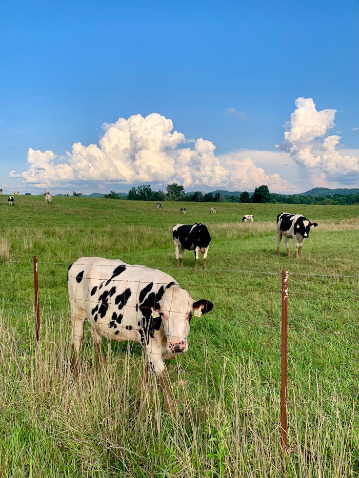 Group of Holstein cows grazing in a lush green pasture under a bright blue sky.